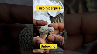 Turbinicarpus Unboxing cactus shorts shorts [upl. by Eenhpad729]