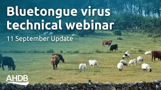 Bluetongue Virus – 11th September Update  AHDB Webinar [upl. by Corrinne]