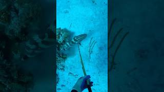 ExumaBahamas 🤙🏽🇧🇸 shortvideo bahamasislands voiceover spearfishing [upl. by Stig305]