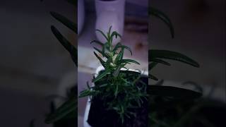 Rosemary Plant  rossmary plant viral shorts youtube akankshasingh [upl. by Arreic]