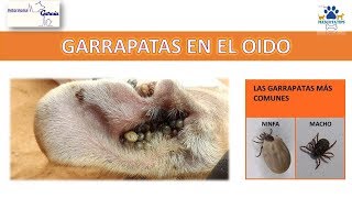 ¿COMO SACAR LA GARRAPATA DEL OÍDO A MI PERRITO [upl. by Vedette213]