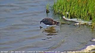 Barnegat Light Osprey Cam Highlight  Harbor fledges and meets Barnegat Bay [upl. by Roselia]