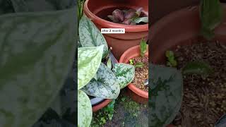 Scindapsus pictus Exotica aka Satin PothosStem Cuttings Propagation plantingtips [upl. by Amalbergas]