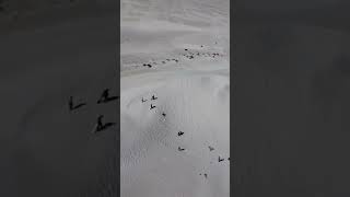 Lancelin sand dunes [upl. by Compte428]