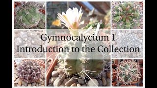 Gymnocalycium 1  Introduction to the Collection Cactus Series 2 [upl. by Sulohcin188]