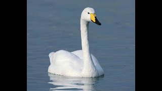 Sibelius The Swan of Tuonela op 22 nr 2  Leopold Stokowski direttore Philadelphia Orchestra [upl. by Tengdin]