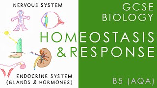 HOMEOSTASIS amp RESPONSE  GCSE Biology AQA Topic B5 [upl. by Babcock]