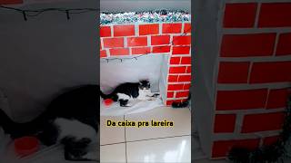 Lareira feita de caixa de papelão 👏👏👏gato cat caixa lareira short [upl. by Arev]