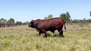 Lot 65 Canowindra Xforce X37 PP [upl. by Ethelda]