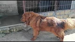 Tibetan mastif тибетский мастиф Tibet mastifi Tibet çoban kopeqi Qafqaz Alabay [upl. by Bass513]