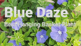 Blue Daze Plant Care  Best Hanging Basket Flower Plant  My Sweet Little Garden [upl. by Aday359]