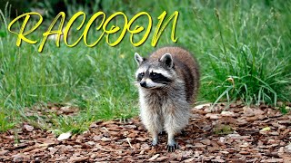 RACCOON SCREAM  Raccoon sound effects [upl. by Adnor]