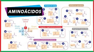 Aminoácidos partes clasificación esenciales y no esenciales  Bioquímica [upl. by Anua45]