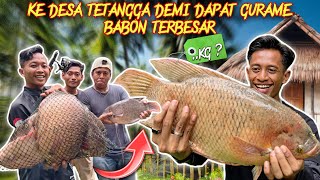 REKOR GURAME TERBESAR SAMPAI PANEN 10 KILO DI DESA TETANGGA [upl. by Joselow]