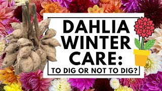 What to do with dahlias after flowering When to dig amp how to care for dahlias in pots over winter 💐 [upl. by Derte]