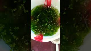 First food for Newborn betta fry aquarium bettafish shorts betta [upl. by Annirac]