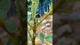 Locust Cambodia 🇰🇭 love couple sweet baby Locust country locusts animalshorts [upl. by Anahsar]