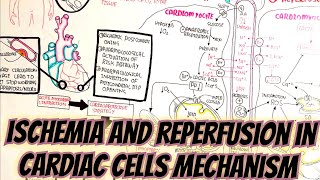 Ischemia And Reperfusion Mechanism In Cardiomyocytes umerfarooqbiology7083 [upl. by Noned]