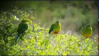 Three Orangebellied Parrots Victoria July 2015 [upl. by Annawat]