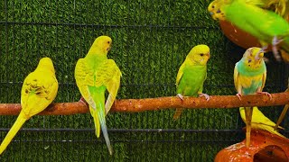 Cute Budgies Chirping 2 Hours of Relaxing Parakeet Sounds to Reduce StressSinging a Birds [upl. by Raseda]