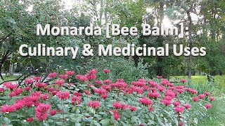 Bee Balm Monarda Medicinal and Culinary Uses [upl. by Sivla]