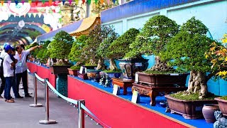 Bonsai Exhibition Vietnam 15th ASPAC  Asia Pacific Bonsai And Suiseki Bonsai Exhibition Part 1 [upl. by Emiline684]