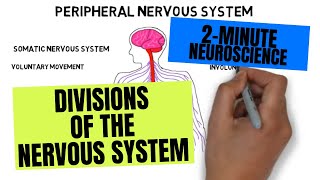 2Minute Neuroscience Divisions of the Nervous System [upl. by Hillegass]