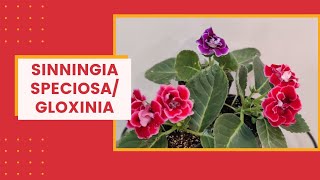 How to grow Florists Gloxinia  Sinningia Speciosa I The Practical Gardener [upl. by Rad786]