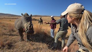 A vital mission for rhino protection [upl. by Deeyn]