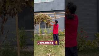 gardening backyardgardening usateluguvlogs song trending [upl. by Lammaj]