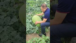 Very biggest Watermelon 🍉 in the world  watermelon farming tricks shorts agriculture farming [upl. by Kelton192]