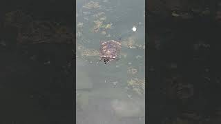 Active and Energetic Turtle Swimming Happily at the Pond shortvideo juronglakegardens testudines [upl. by Faden808]