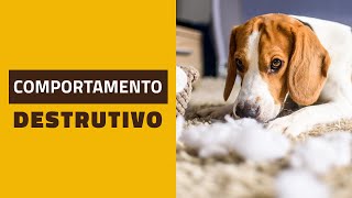 Cachorros com COMPORTAMENTO DESTRUTIVO [upl. by Yer]