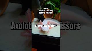 axolotl crafter axolotls axolotlpet aquariums pets cute leucisticaxolotl [upl. by Atnek]