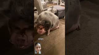 So big pig reels piggy animals fypシ゚viral [upl. by Nisaj843]