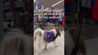 Small service dog wheelchair leave it left turn servicedog servicedogtraining smallservicedog [upl. by Madeline]