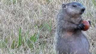 Woodchuck close up eating apples [upl. by Meirrak]