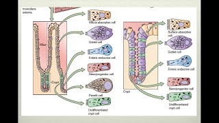 Fisiología intestinal [upl. by Nnaharas571]