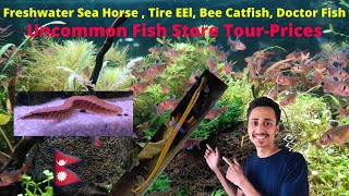 Rare Fish in Aquarium Shop  EEL Sea Horse Bee Catfish Doctor Fish  Fish Price  Aquarium Price [upl. by Eilrebmik]