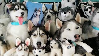 FUNNIEST Husky Compilation Video 😍 30 Minutes 🦴 [upl. by Oirramaj]