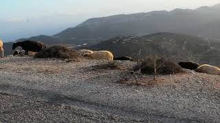 Sheep of Amorgos [upl. by Dekeles]