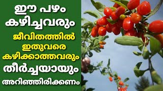 Amazing Health Benefits of Goji Berries  ഗോജി ബെറിയുടെ അധികമാർക്കും അറിയാത്ത ആരോഗ്യ ഗുണങ്ങൾ [upl. by Elenahc]