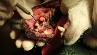 CanineTooth Root Abscess [upl. by Levinson]