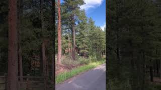 Wilderness Ponderosa Pines [upl. by Elleinnod]