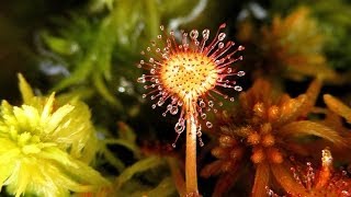 Na bagnach Rosiczka okrągłolistna  Drosera rotundifolia [upl. by Paterson]