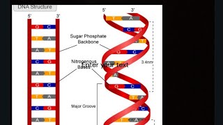 DNA stracture of Watson amp Cricklacture 4 [upl. by Ahkeber]