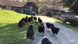 Springtime Excitement  Herdwick Sheep having a mad 5 mins  Spring is in the air [upl. by Nylirac]