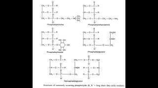 Structures of Phospholipids Phosphatidylcholine Phosphatidylethanolamine Phosphatidylserine [upl. by Christal]