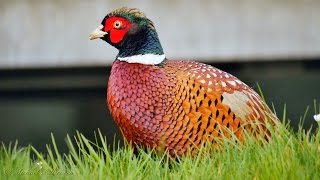 Common Pheasant Phasianus colchicus ♂  Fasan 5 [upl. by Rekyr]