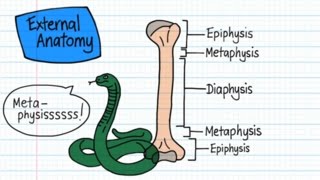 Long Bone Anatomy  Drawn amp Defined [upl. by Woodrow]